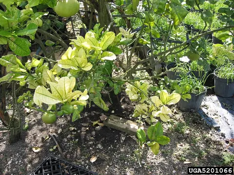 Ramos de planta cítrica com folhas amareladas de forma irregular, sintoma de greening (HLB)