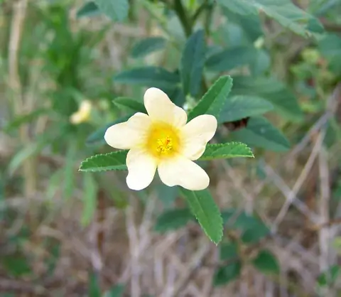 Flor amarelo-clara e folhas serrilhadas de Sida rhombifolia