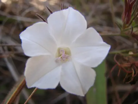 Flor branca de jitirana em close no Cerrado