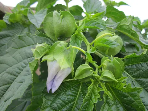 Joá-de-capote com flor lilás e frutos envoltos pelo cálice inflado
