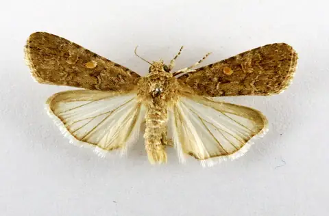 Mariposa adulta de Spodoptera exigua com asas abertas