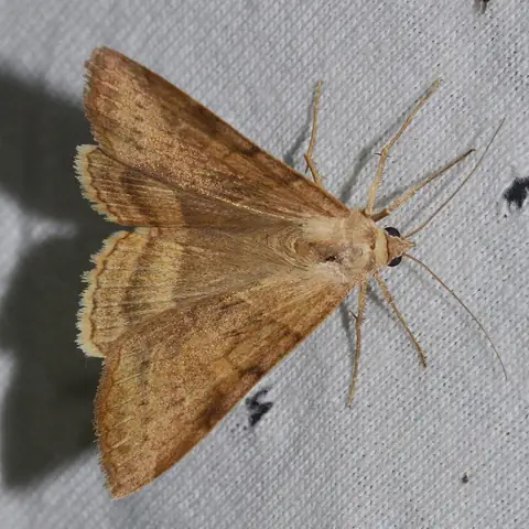 Mariposa adulta de Helicoverpa zea pousada sobre tecido claro