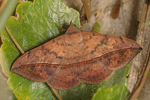 Mariposa adulta da lagarta-da-soja Anticarsia gemmatalis sobre folha