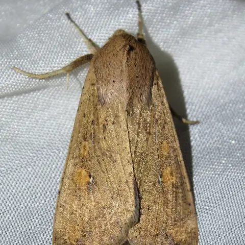 Mariposa adulta de Mythimna sequax pousada sobre tecido claro