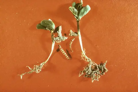 Plântulas atacadas e lagartas de Elasmopalpus lignosellus retiradas do solo