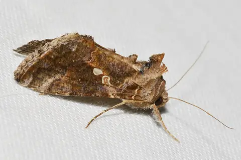 Mariposa da lagarta-falsa-medideira Chrysodeixis includens com manchas prateadas na asa