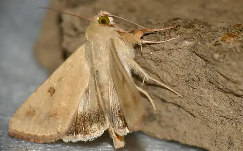 Mariposa adulta de Helicoverpa armigera, cor de palha, pousada em pedra, vista de lado