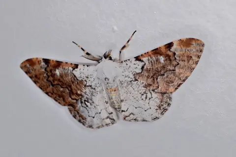 Mariposa fêmea de Thyrinteina arnobia, branca com manchas marrons, de asas abertas