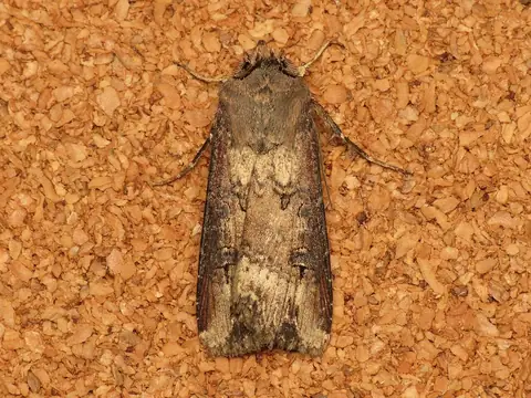 Mariposa adulta da lagarta-rosca Agrotis ipsilon vista de cima