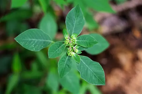 Planta de Euphorbia heterophylla com folhas ovais e ciátios verdes no ápice
