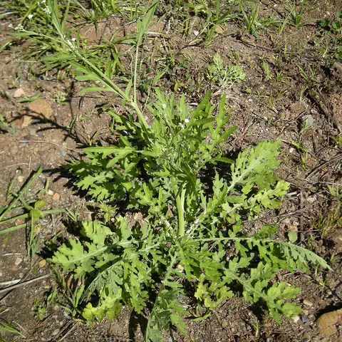 Planta de Parthenium hysterophorus com folhas recortadas e pequenas flores brancas