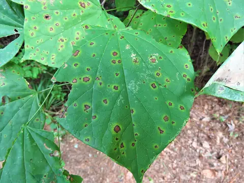 Folhas de videira com manchas escuras de halo amarelado causadas por Pseudocercospora vitis