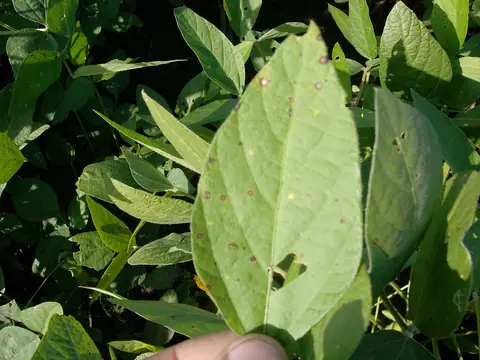 Folha de soja com manchas de olho-de-rã causadas por Cercospora sojina