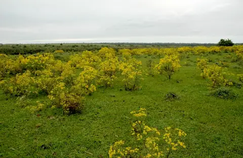 Plantas floridas de Senecio brasiliensis espalhadas em pastagem no Rio Grande do Sul
