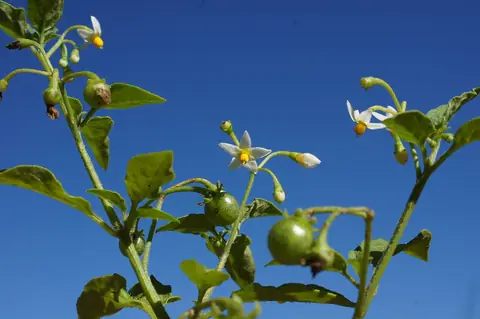 Maria-pretinha com flores brancas e frutos verdes contra o céu