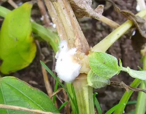 Micélio branco cotonoso de Sclerotinia sclerotiorum na haste do feijoeiro