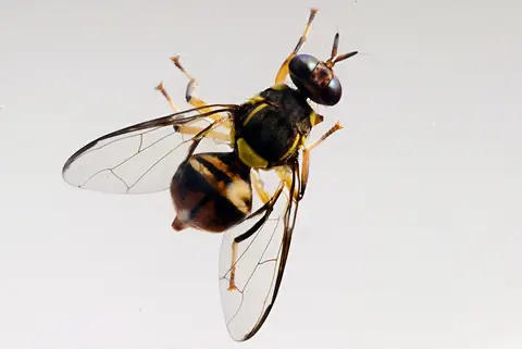 Mosca-da-carambola Bactrocera carambolae adulta, vista de cima
