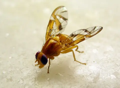 Adulto de Anastrepha fraterculus, a mosca-das-frutas sul-americana