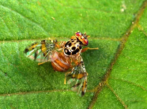 Mosca-do-mediterrâneo Ceratitis capitata adulta sobre folha