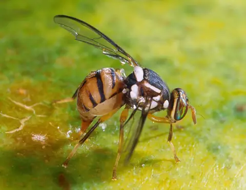 Fêmea de Bactrocera dorsalis depositando ovos na casca de um mamão