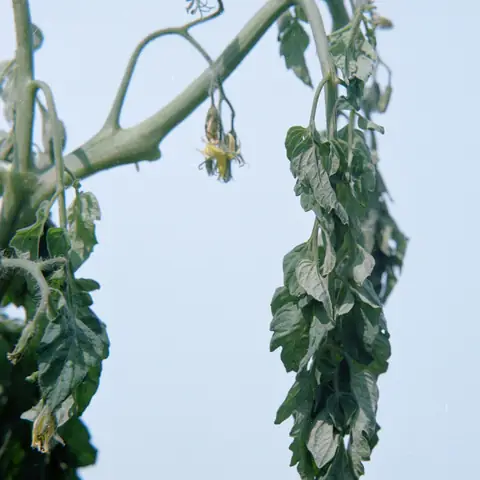 Planta de tomate murcha com folhas ainda verdes, sintoma de murcha-bacteriana