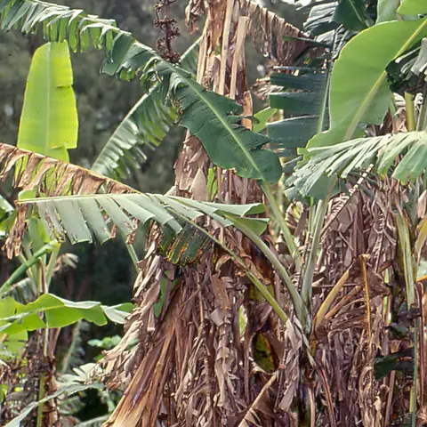 Bananeira murcha com folhas secas pendentes pelo mal-do-panamá