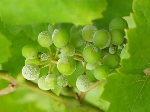 Cacho de uva verde com bagas cobertas por pó branco de oídio