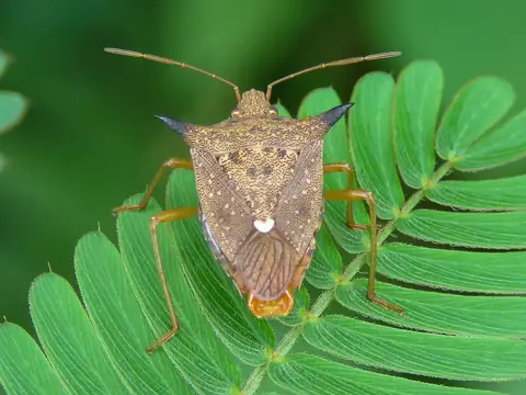 Percevejo-marrom Euschistus heros adulto sobre folha