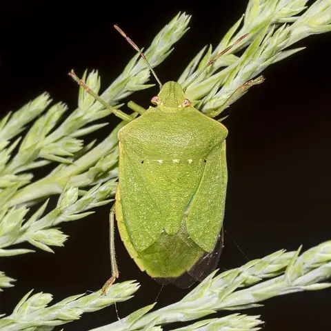 Percevejo-verde Nezara viridula adulto sobre panícula de gramínea