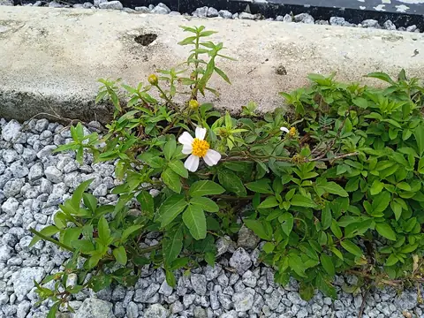 Picão-preto crescendo entre pedras, com folhas recortadas e flor de pétalas brancas
