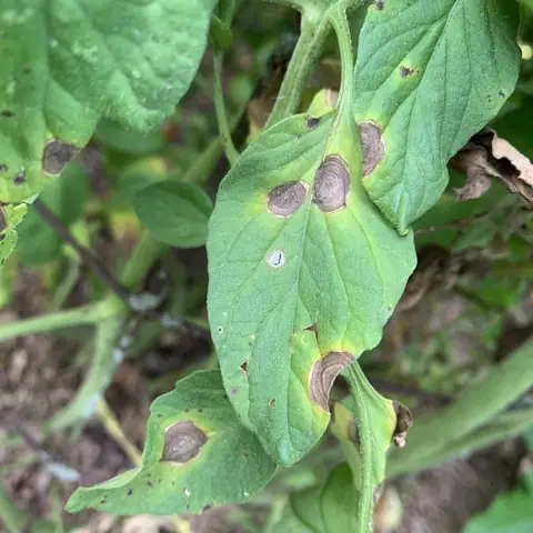 Folha de tomateiro com manchas escuras em anéis concêntricos da pinta-preta