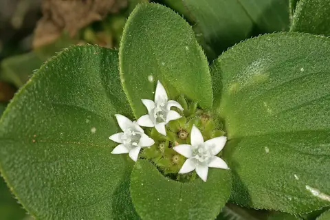 Flores brancas estreladas de Richardia brasiliensis entre folhas pilosas