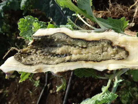 Talo de couve cortado ao meio com podridão mole bacteriana no interior