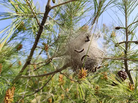 Ninho de seda da processionária-do-pinheiro com lagartas em ramo de pinheiro