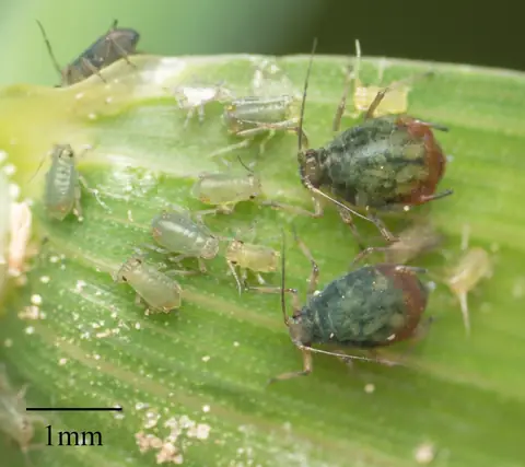 Colônia de Rhopalosiphum padi com adultos e ninfas sobre folha de gramínea