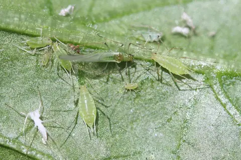 Colônia de Macrosiphum euphorbiae com pulgões alados e ápteros sobre folha