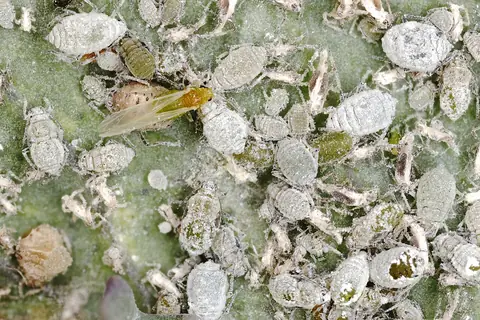 Colônia do pulgão-da-couve Brevicoryne brassicae com cera cinza em folha de couve
