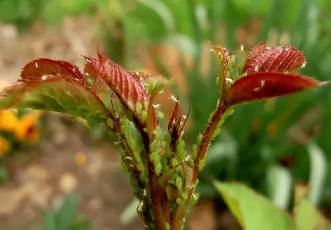 Pulgões verdes agrupados em brotos novos de roseira
