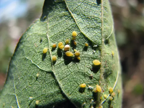 Colônia de Aphis gossypii na face inferior de folha de algodoeiro