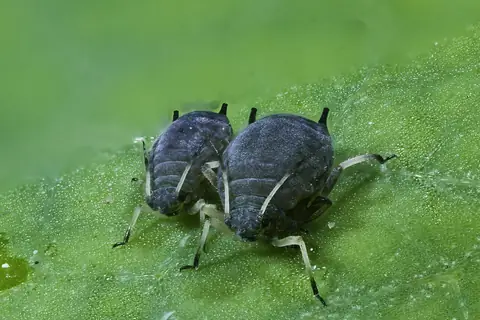 Pulgões-pretos Aphis fabae sobre folha verde, em close