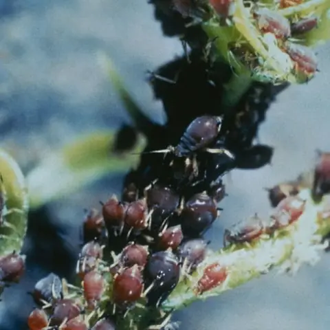 Colônia do pulgão-preto-dos-citros Aphis citricidus em broto de citros