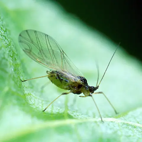 Pulgão-verde Myzus persicae alado sobre folha