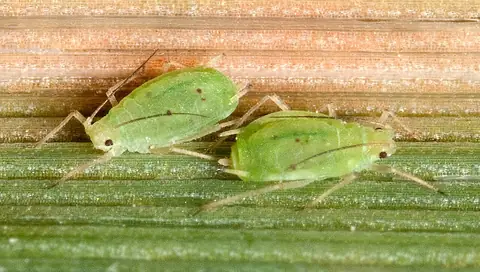 Dois adultos de Schizaphis graminum sobre folha de aveia