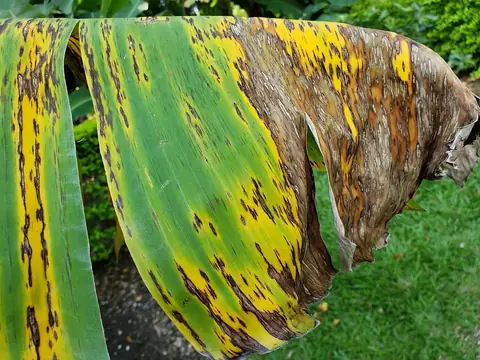 Folha de bananeira com estrias escuras e necrose da sigatoka-negra