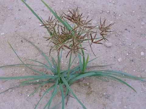 Touceira de tiririca com inflorescências marrom-avermelhadas em solo arenoso