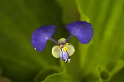 Flor azul de Commelina benghalensis com duas pétalas grandes e folhas ao fundo