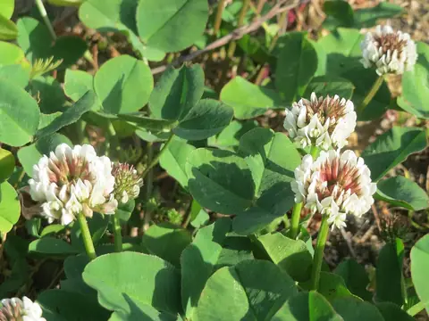 Inflorescências brancas e folhas trifolioladas de Trifolium repens
