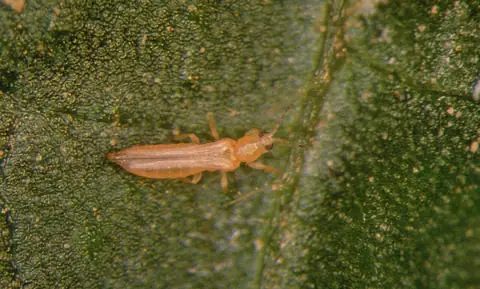 Tripes-californiano Frankliniella occidentalis adulto sobre folha