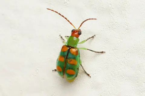 Vaquinha Diabrotica speciosa adulta vista de cima, verde com seis manchas