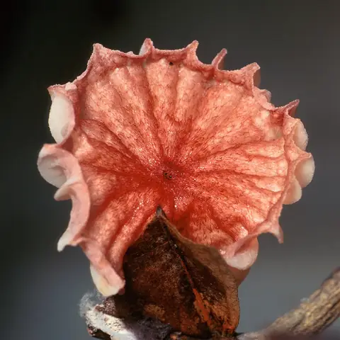 Basidiocarpo rosado de Moniliophthora perniciosa sobre ramo seco de cacaueiro